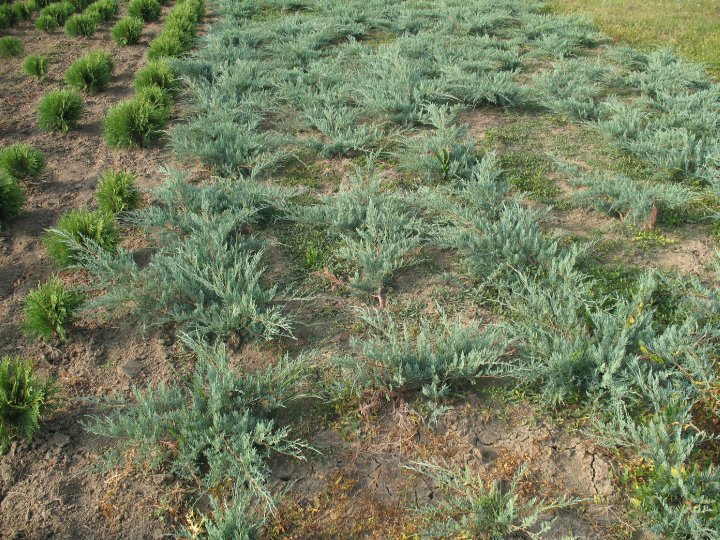 Juniperus virg. Grey Owll